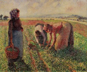 Picking Peas